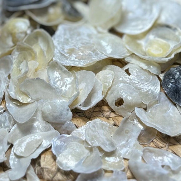 REAL HAND PICKED FLORIDA JINGLE SHELLS SEASHELLS DIY CRAFTING CRAFTS MIXED LOT - Picture 16 of 16